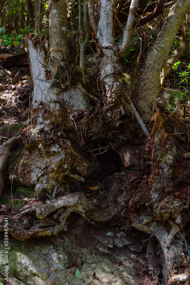Anaga Forest Reserve. Tenerife. Canary Islands. Spain Anaga Forest Reserve. Tenerife. Canary Islands. Spain