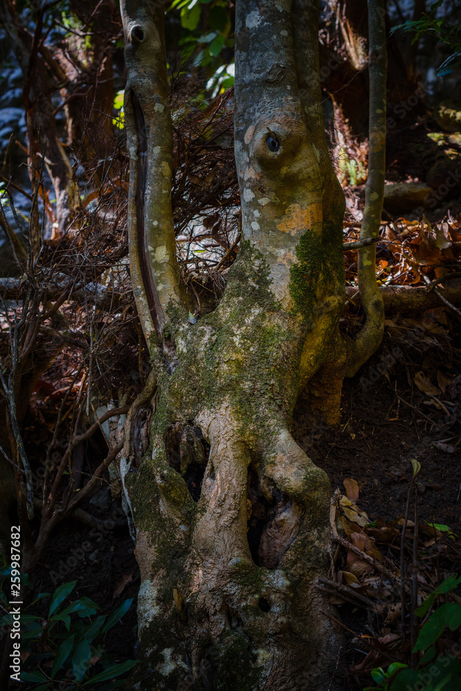 Obraz premium Anaga Forest Reserve. Tenerife. Canary Islands. Spain