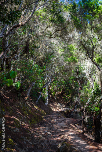 Anaga Forest Reserve. Tenerife. Canary Islands. Spain