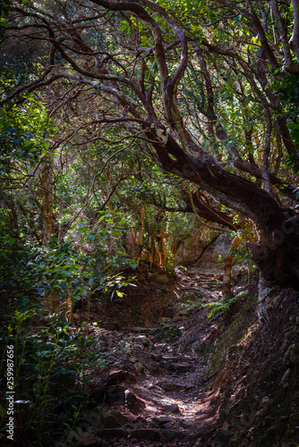 Anaga Forest Reserve. Tenerife. Canary Islands. Spain