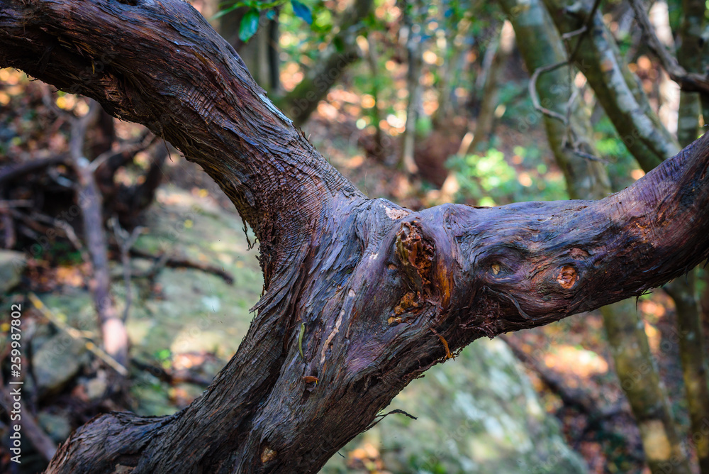 Anaga Forest Reserve. Tenerife. Canary Islands. Spain Anaga Forest Reserve. Tenerife. Canary Islands. Spain