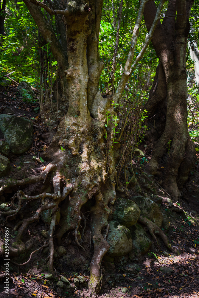 Anaga Forest Reserve. Tenerife. Canary Islands. Spain Anaga Forest Reserve. Tenerife. Canary Islands. Spain