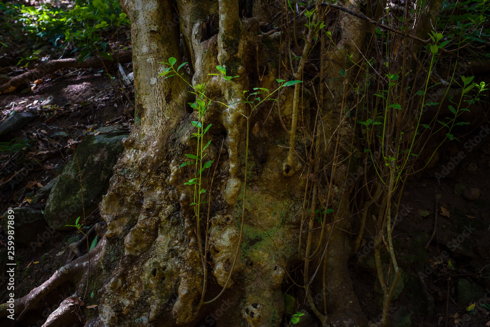 Anaga Forest Reserve. Tenerife. Canary Islands. Spain Anaga Forest Reserve. Tenerife. Canary Islands. Spain