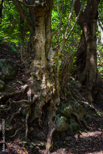 Anaga Forest Reserve. Tenerife. Canary Islands. Spain