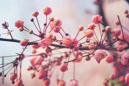 pink cassia bakeriana flowe...