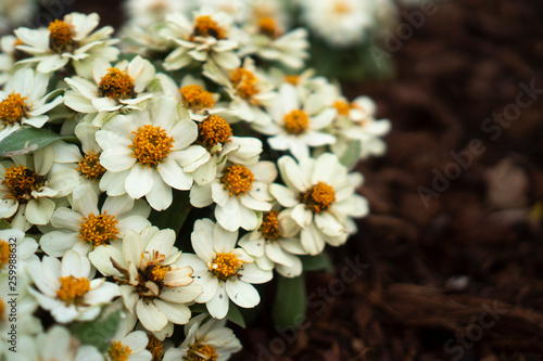 white flower, tropical flow...