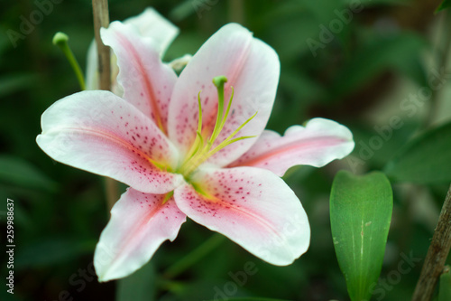 white flower, tropical flow...