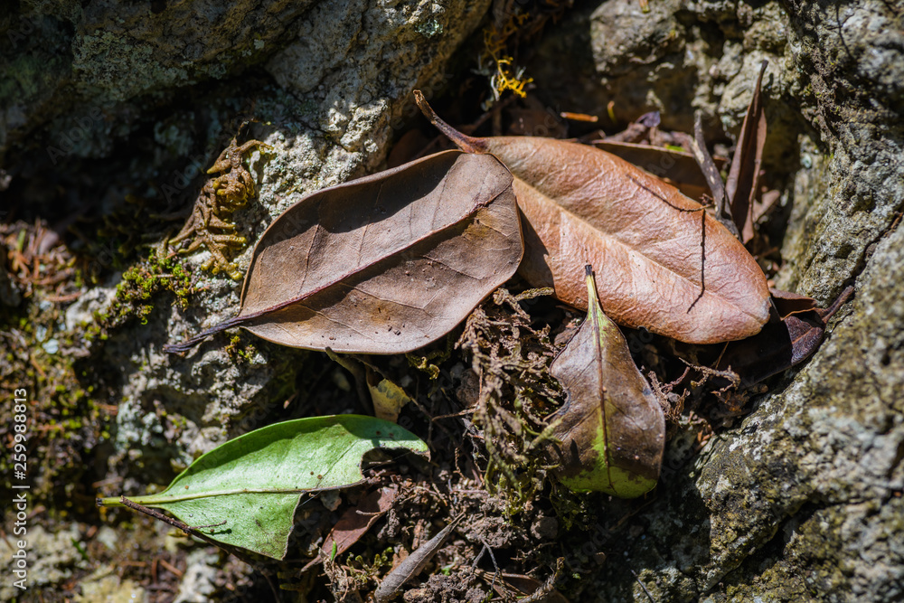 Naklejka premium Anaga Forest Reserve. Tenerife. Canary Islands. Spain