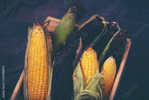 variety organic corn for food