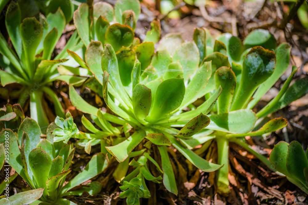 Anaga Forest Reserve. Tenerife. Canary Islands. Spain Anaga Forest Reserve. Tenerife. Canary Islands. Spain