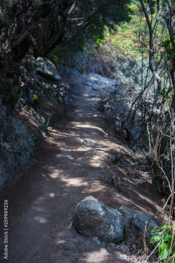 Anaga Forest Reserve. Tenerife. Canary Islands. Spain Anaga Forest Reserve. Tenerife. Canary Islands. Spain