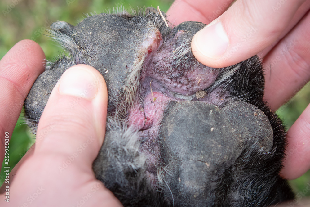 Fotografie Red and swollen tissue between the pads (atropic dermatitis)