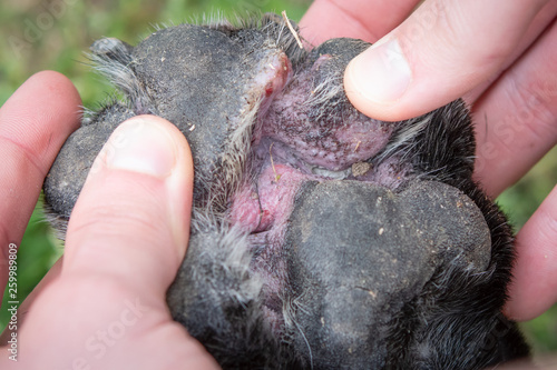 Red and swollen tissue between the pads (atropic dermatitis) photo