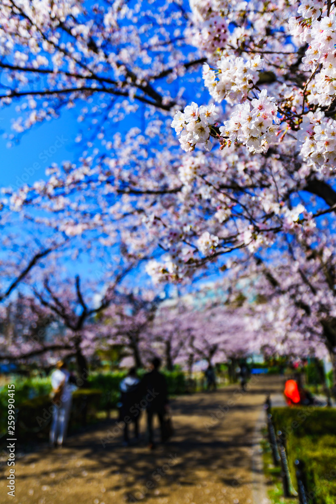 Fototapeta premium [東京都] 上野公園の桜 (No.9004)