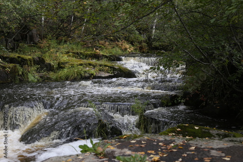 river in forest