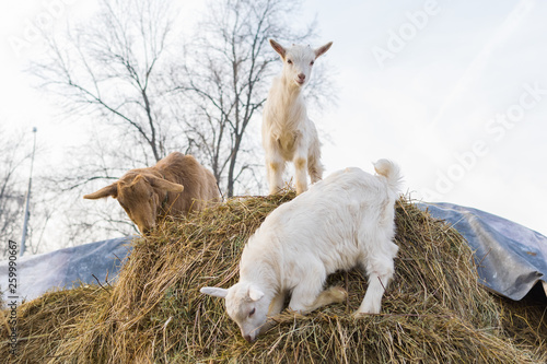 goat with small goats eat and stand on a haystack