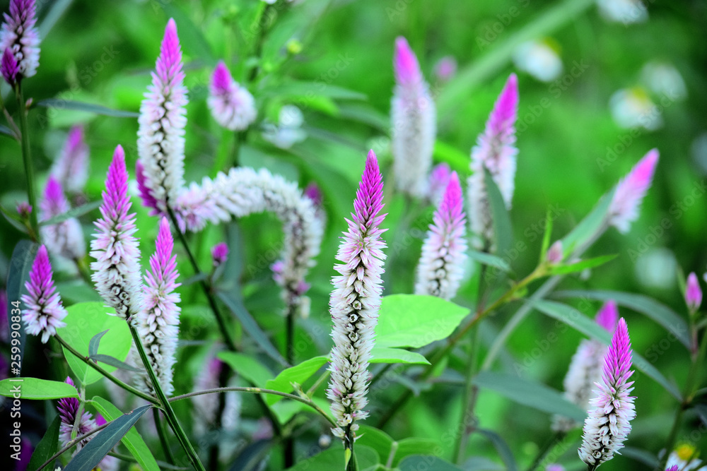 Fototapeta premium Boroco or Celosia argentea Linn is a plant that usually grows wild on the roadside is actually beneficial for herbal medicine