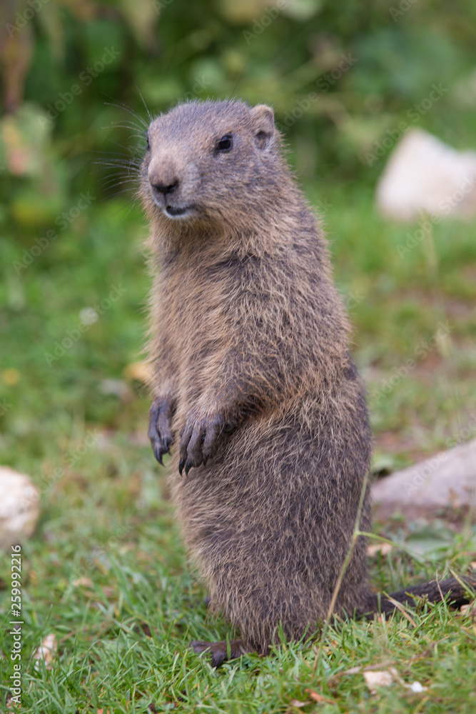 Fototapeta premium Murmeltier