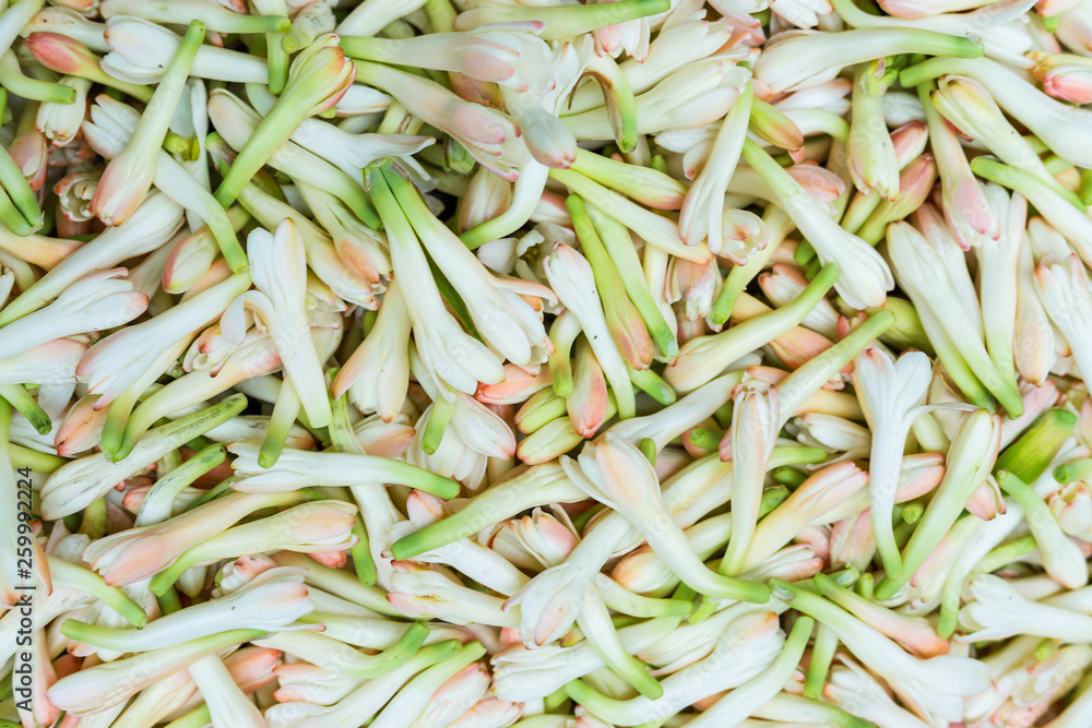 Rajnigandha Flower Wallpaper