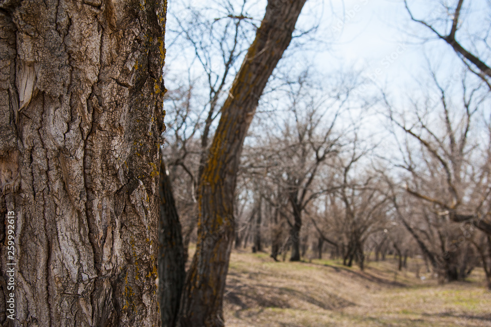 Spring forest landscape. Spring forest background Spring forest landscape. Spring forest background