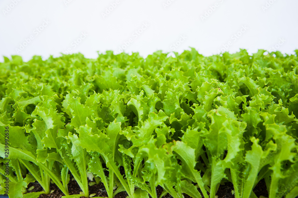 Small seedlings of lettuce Small seedlings of lettuce