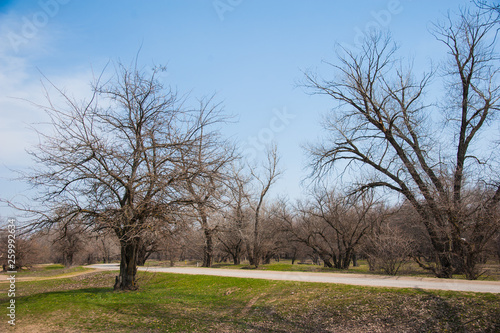 Spring forest landscape. Spring forest background