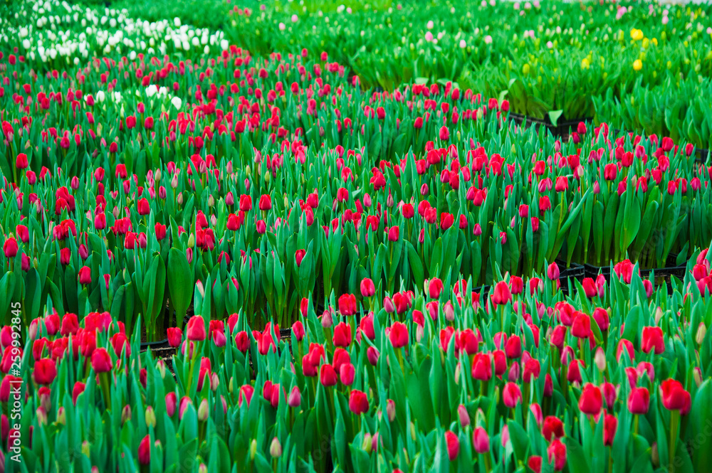 Spring scene of tulip field