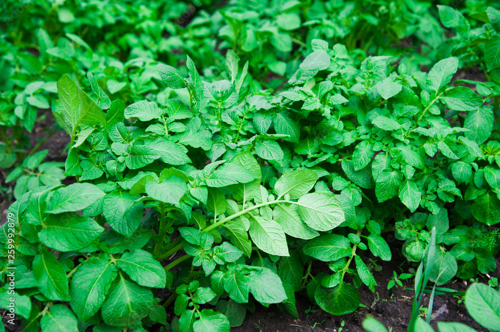 Obraz premium Potato plants field