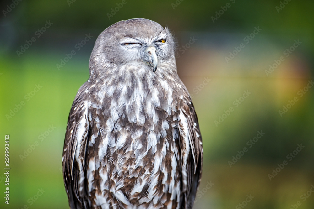 Obraz premium Barking Owl