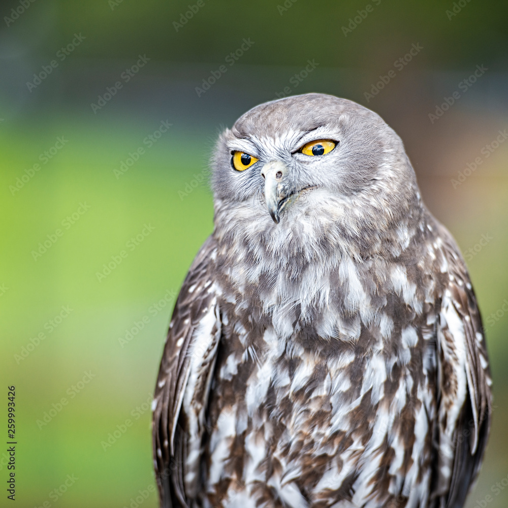 Obraz premium Barking Owl