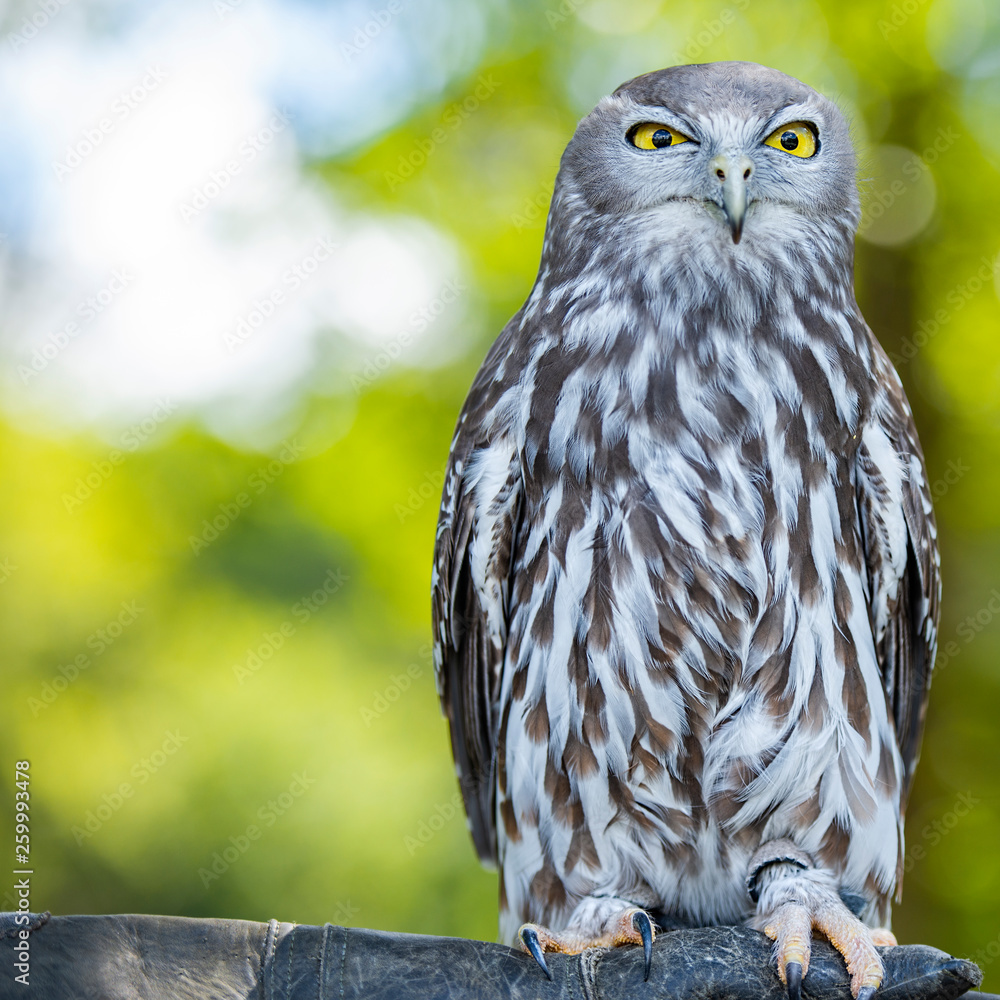 Obraz premium Barking Owl