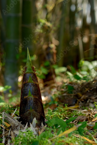 たけのこ　竹林 © tamayura39