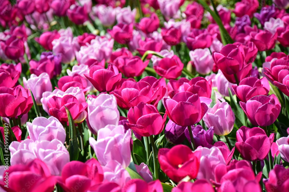 Pinke und rosafarbene Tulpen im Garten Pinke und rosafarbene Tulpen im Garten