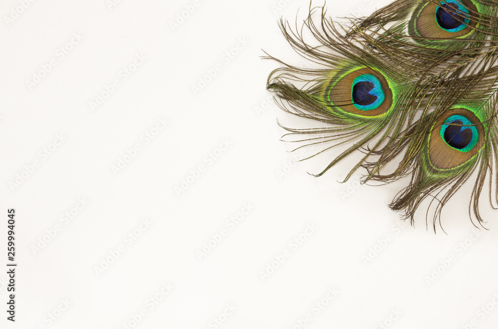 Obraz premium Flat lay style. Peacock feather on white background. Designer template. 