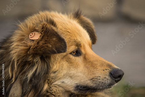 Close-up portrait of a brown homeless shaggy dog with a label on his ear located on the street on a Sunny day