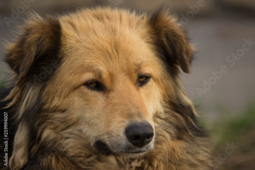 Close-up portrait of a brown homeless shaggy dog with a label on his ear located on the street on a Sunny day