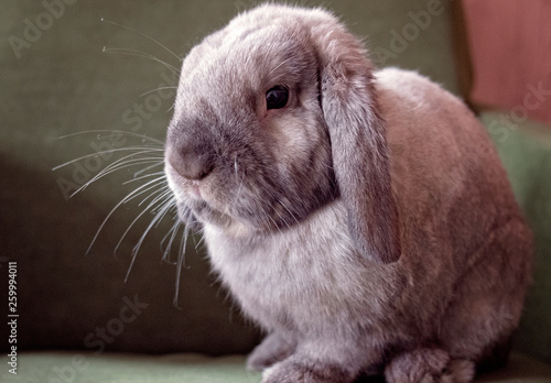 Portrait of a gray chinchilla rabbit