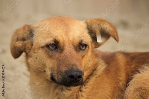 Close-up portrait of a brown homeless dog with a label on his ear located on the street on a Sunny day
