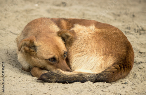 A homeless frozen brown small dog with a label on his ear curled up on the cold wet sand and spread his face among the paws, in the afternoon