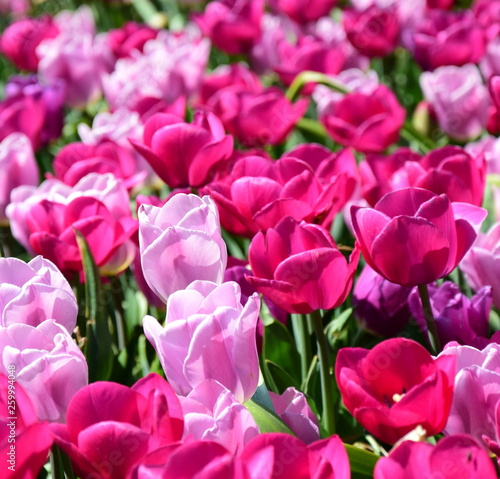 Tulpen in Rosa und Pink 
