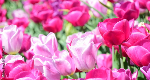 Hintergrund - Banner - Tulpen im Park