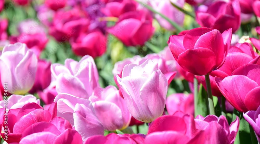 Pinke und rosafarbene Tulpen im Garten