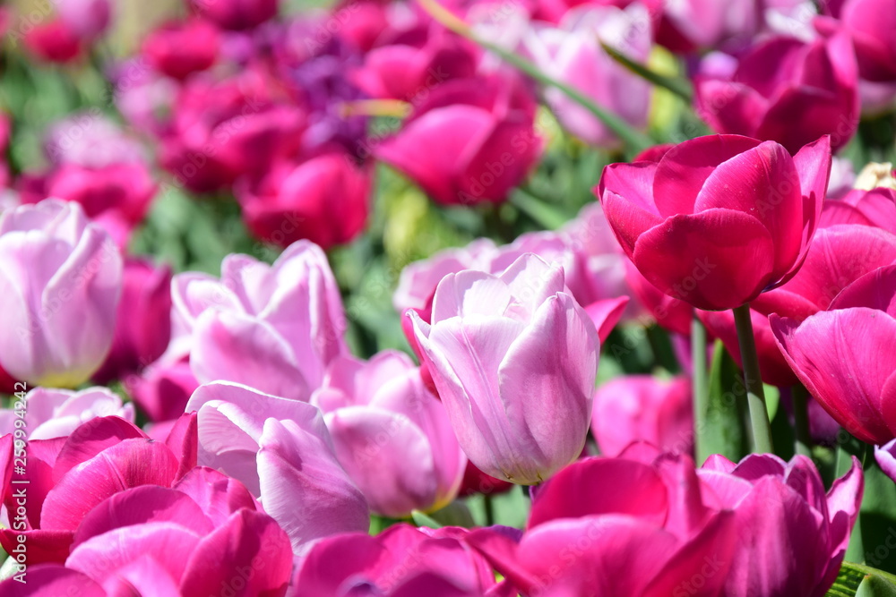 Tulpen in Rosa und Pink - der Frühling ist da