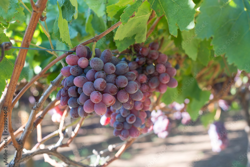 Ripe grapes and green leaves at sunlight