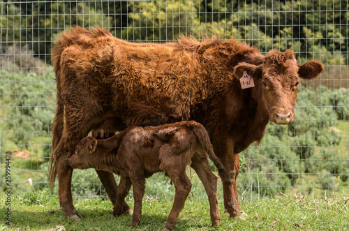 Red Dexter Cow, considered a rare breed, facing camera, with newly born calf by her side
