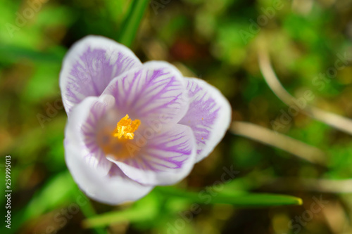 Crocus or croci flower blooms in green meadow. Crocus is genus of perennial flowering plants in iris family.