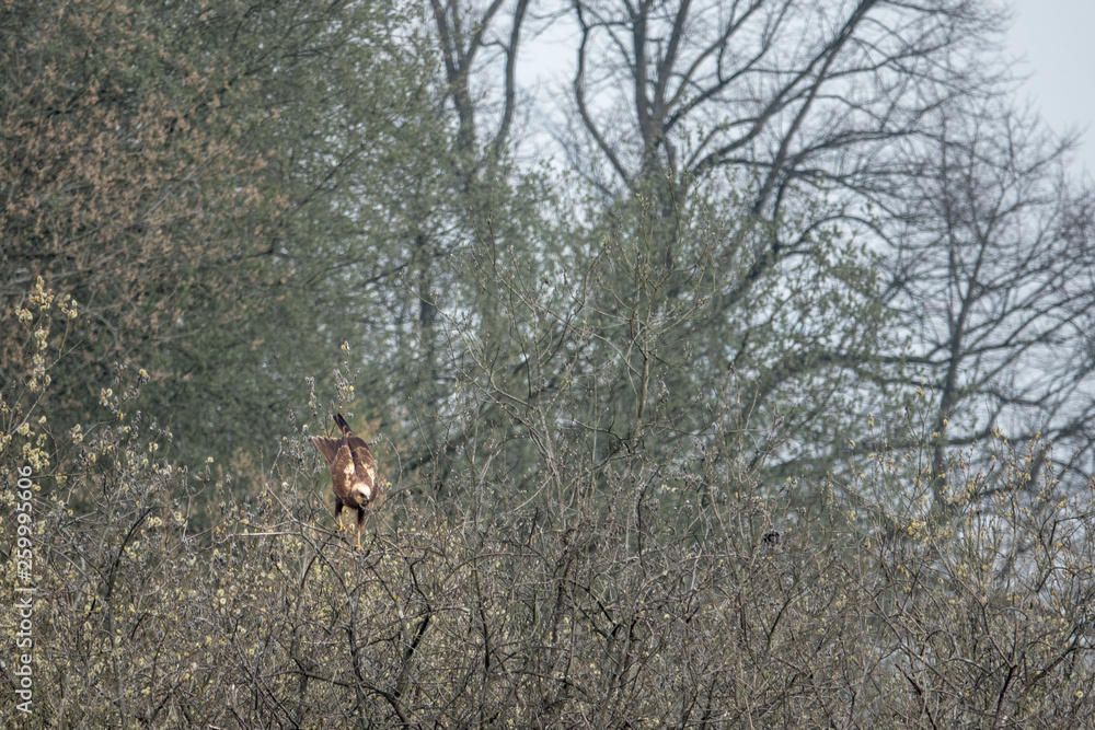 A red kite sits on a tree looking for food A red kite sits on a tree looking for food
