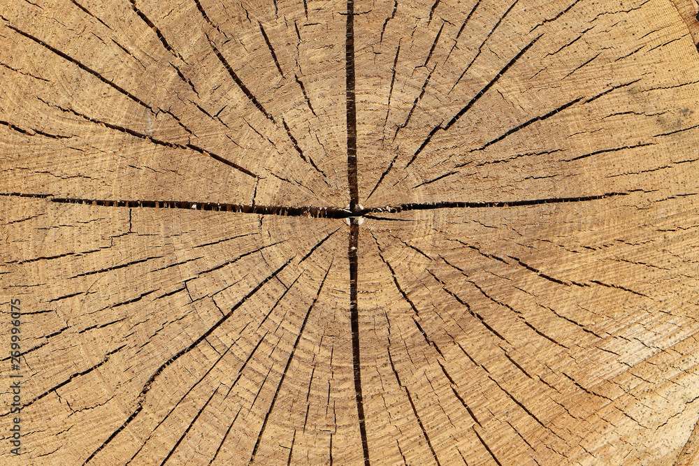  background  texture tree cut with annual rings and crack