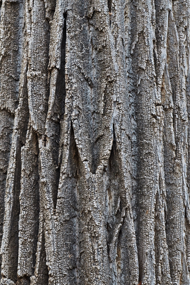 Obraz premium Southwest