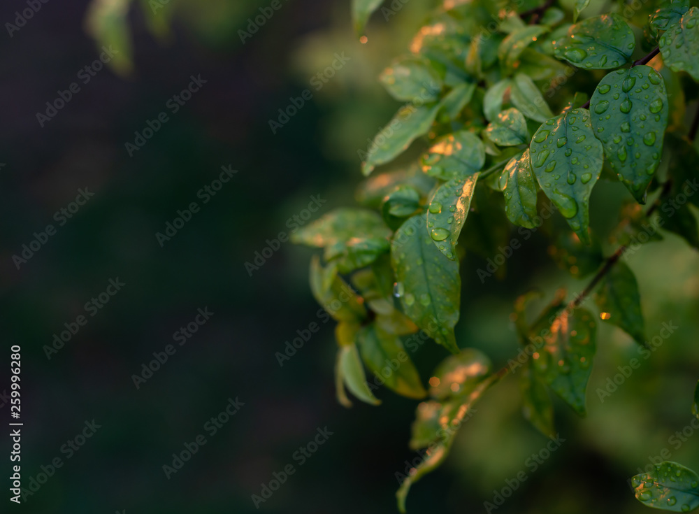 Rain drops on green leaves Rain drops on green leaves